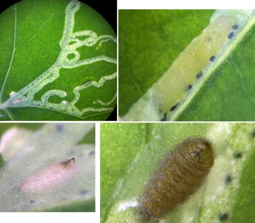Chromatomyia horticola